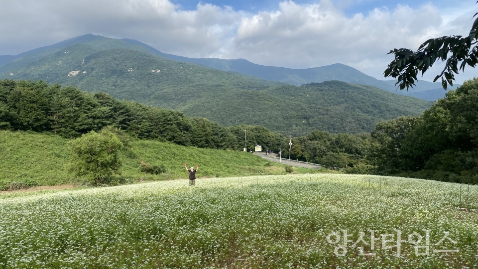 울주군, ‘메밀꽃 활짝’ 영남알프스 숲페스타 개최ⓒ양산타임스