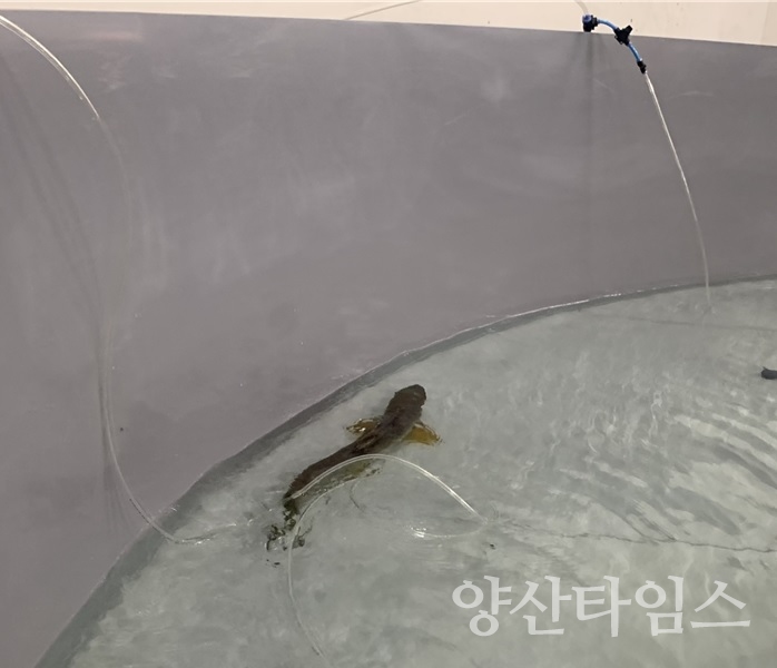 "태화강생태관, 올해 첫 회귀연어 포획(포획장에서 포획된 연어)" "태화강생태관, 올해 첫 회귀연어 포획(수조 내 순치 중인 연어)"ⓒ양산타임스