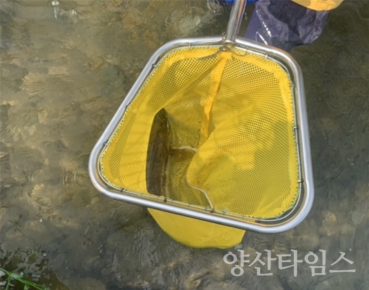 "태화강생태관, 올해 첫 회귀연어 포획(포획장에서 포획된 연어)" "태화강생태관, 올해 첫 회귀연어 포획(수조 내 순치 중인 연어)"ⓒ양산타임스