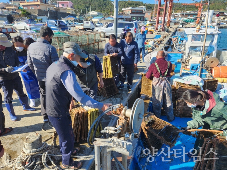 "기장형 미역종자" "기장군 해조류육종융합연구센터는 지난 4일 자체 생산한 미역종자 1000틀을 9개 어촌계에 배분했다" ⓒ양산타임스