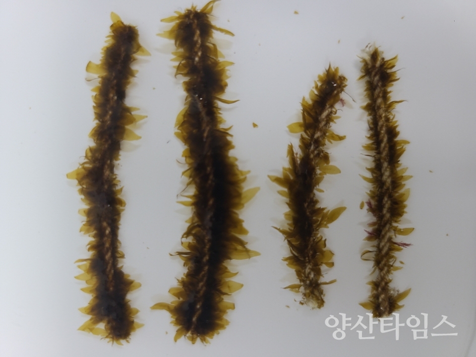 "기장형 미역종자" "기장군 해조류육종융합연구센터는 지난 4일 자체 생산한 미역종자 1000틀을 9개 어촌계에 배분했다" ⓒ양산타임스
