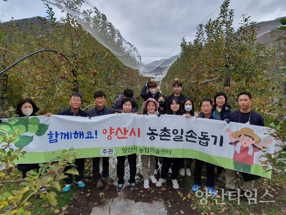 농업기술센터 사과 수확 일손돕기ⓒ양산타임스