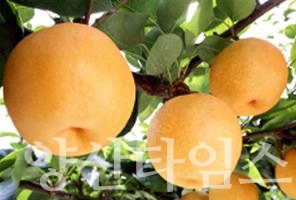 울주배ⓒ양산타임스