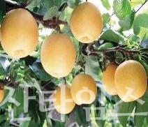 울주배ⓒ양산타임스
