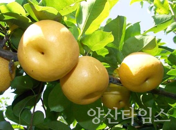 울주배ⓒ양산타임스