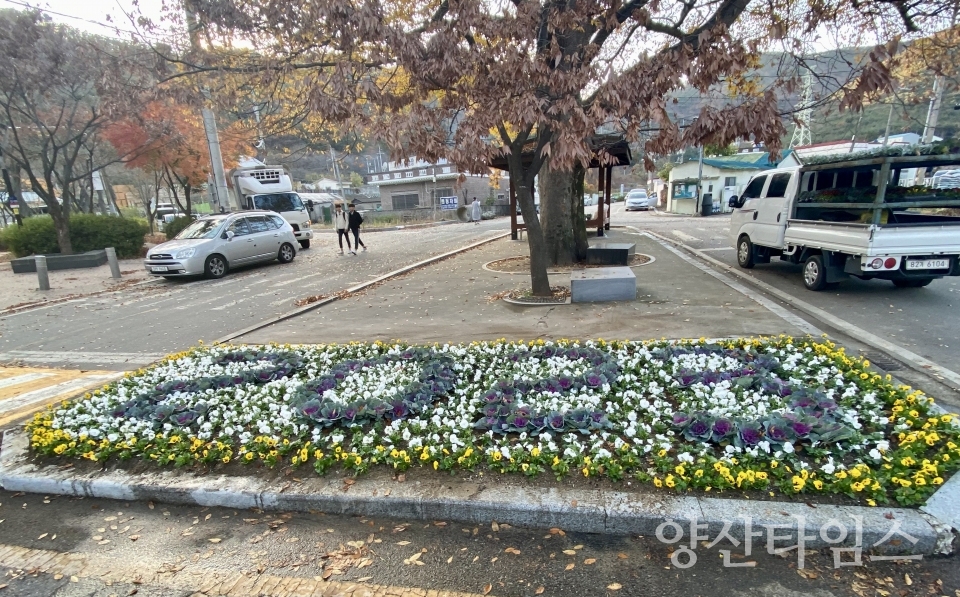 강서동 유휴지 겨울꽃ⓒ양산타임스