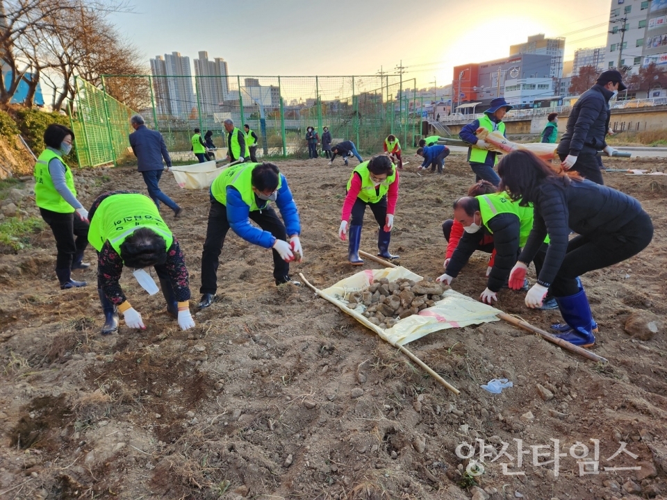 회야강변 꽃밭 조성 터고르기 작업ⓒ양산타임스