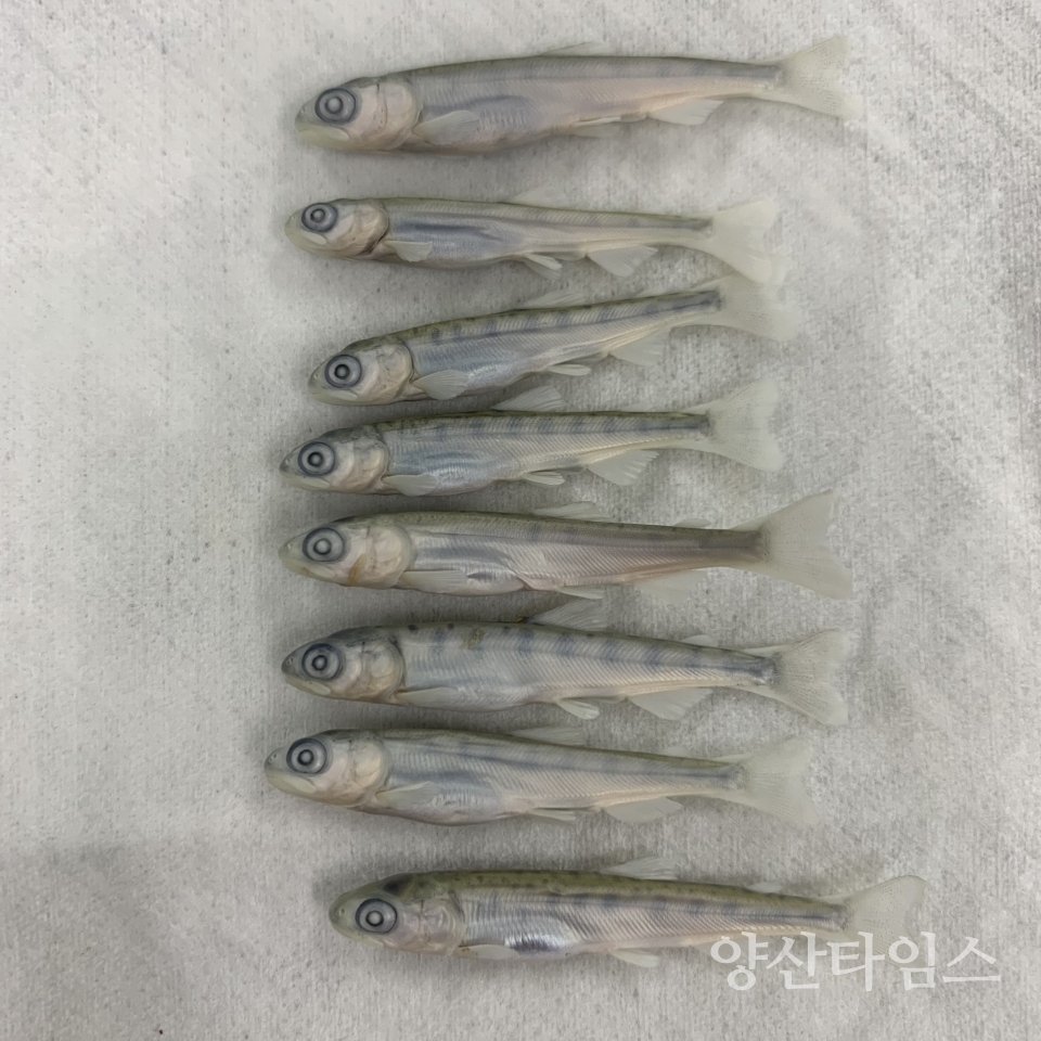 ⓒ양산타임스
