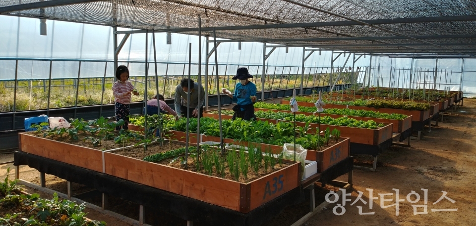 "도시농업 공영 텃밭 체험" "도시농업 공영 텃밭 점검" ⓒ양산타임스