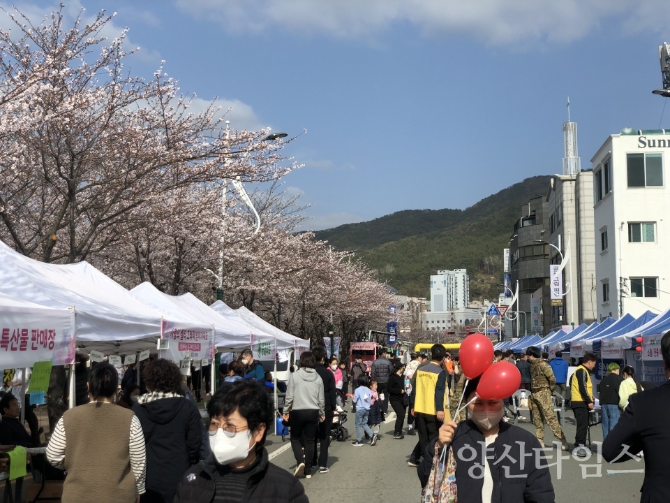 꽃눈 내리는 북부천 축제ⓒ양산타임스