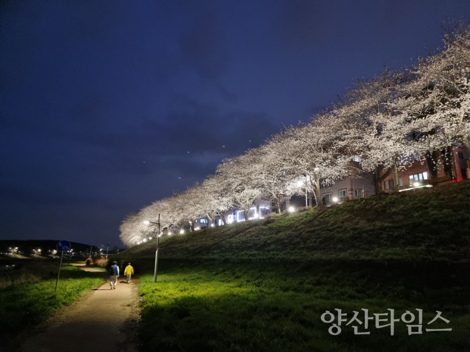 울주군, 회야강변 벚꽃길 야간 경관조명 조성ⓒ양산타임스