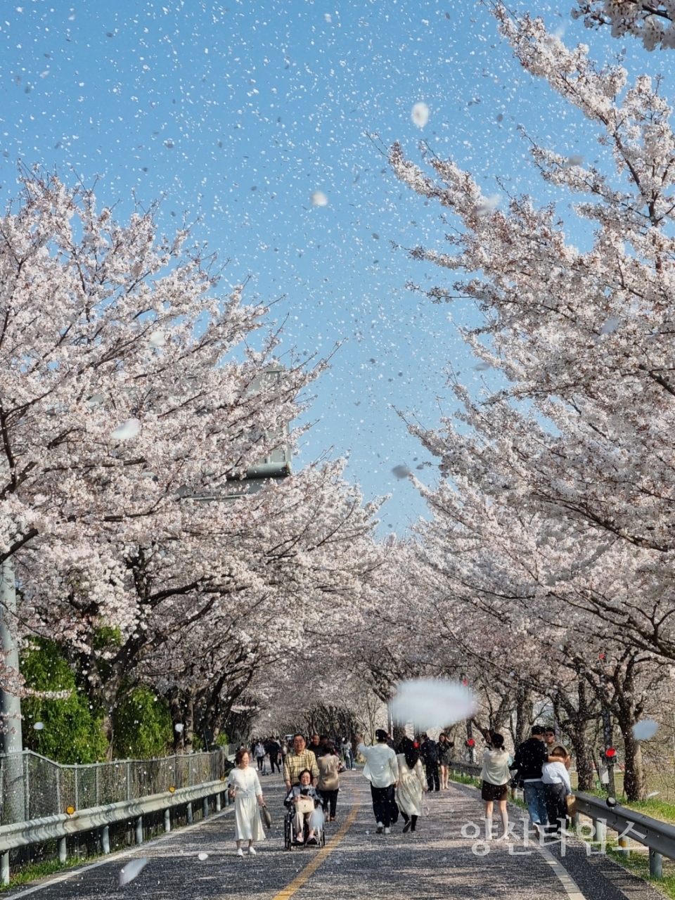 물금읍 황산공원 벚꽃길 축제ⓒ양산타임스