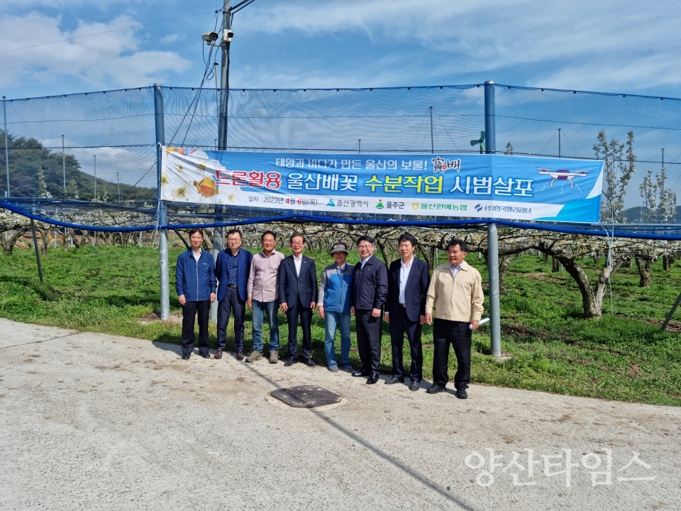 울주군, 드론 활용 배꽃 수분작업 시연ⓒ양산타임스