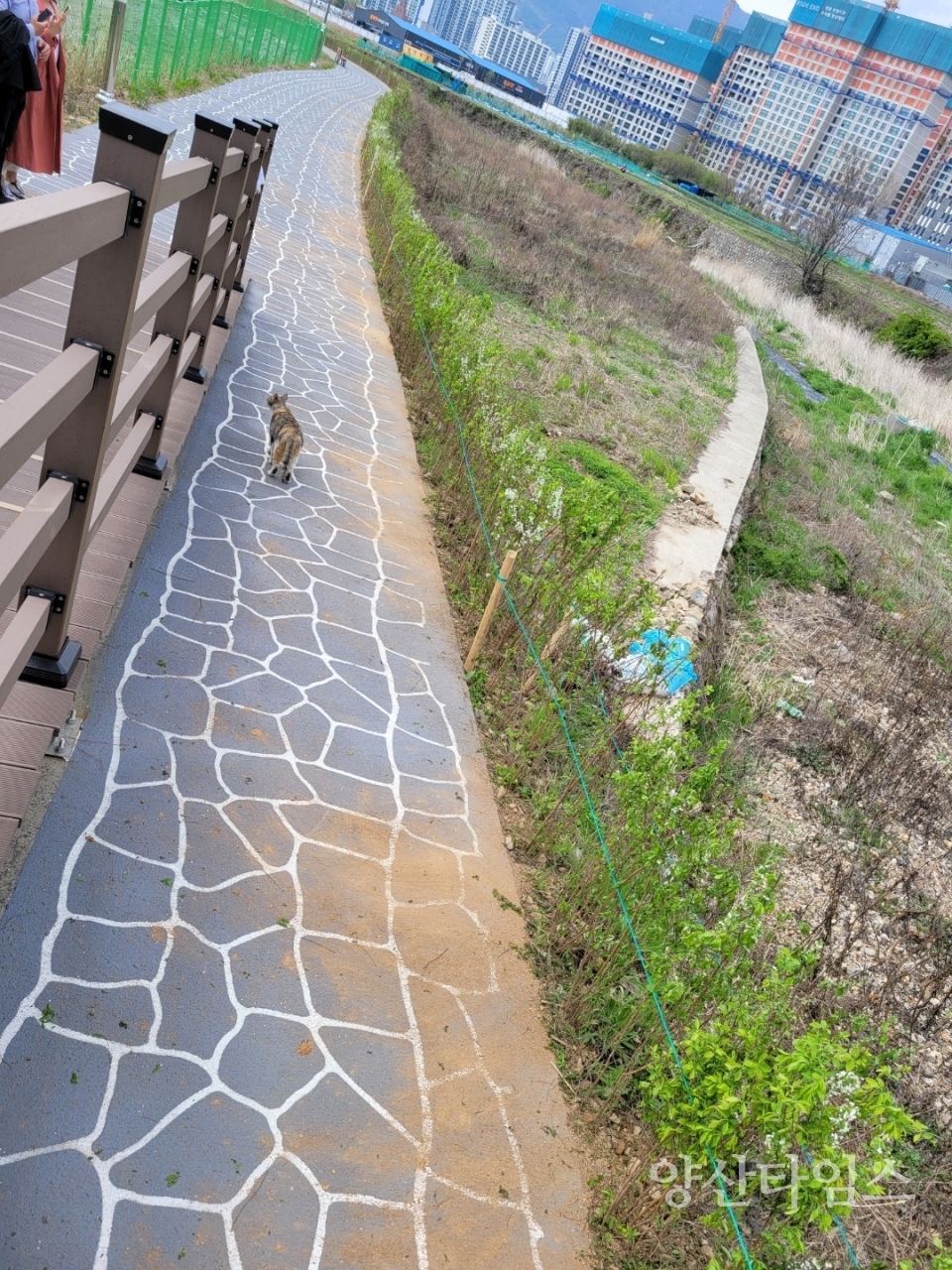 덕계천 산책로 조팝나무 띠녹지ⓒ양산타임스