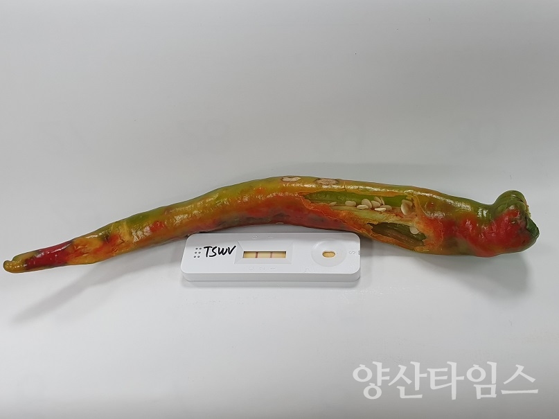 고추재배 과정에서 발생할 수 있는 바이러스ⓒ양산타임스