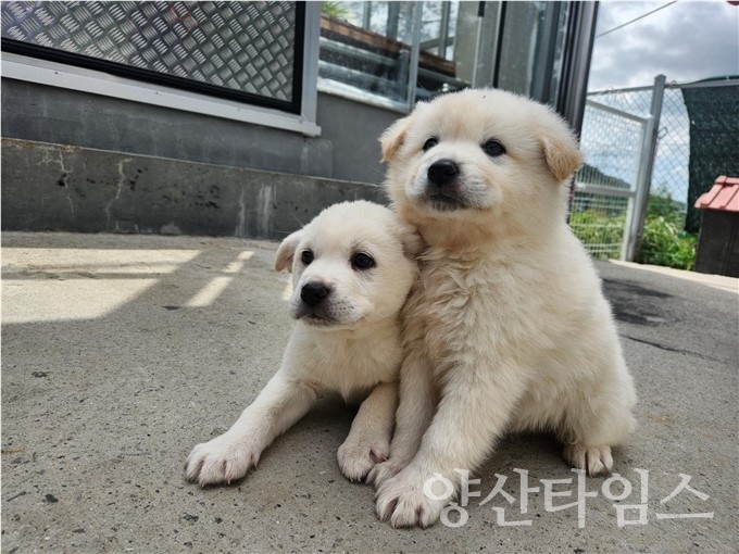 양산시동물보호센터 반려동물ⓒ양산타임스