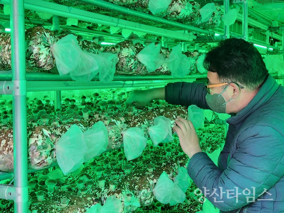 기장군 스마트팜ⓒ양산타임스