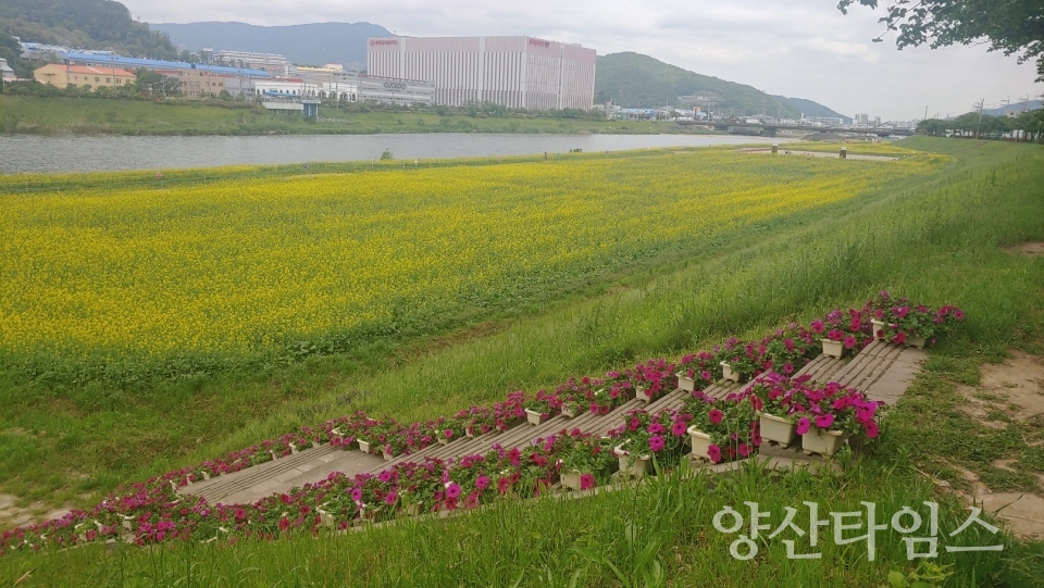 양산천변 유채꽃 조성 지역ⓒ양산타임스