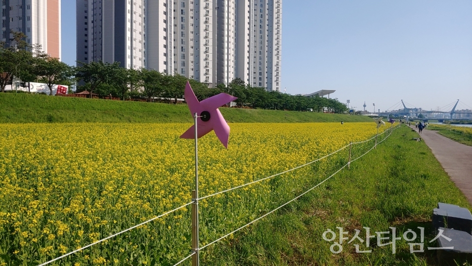 양산천변 유채꽃 조성 지역ⓒ양산타임스