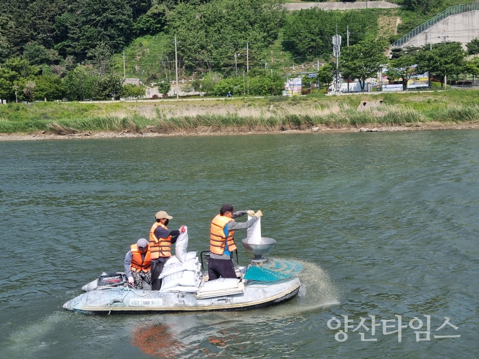 저질개선제 살포ⓒ양산타임스