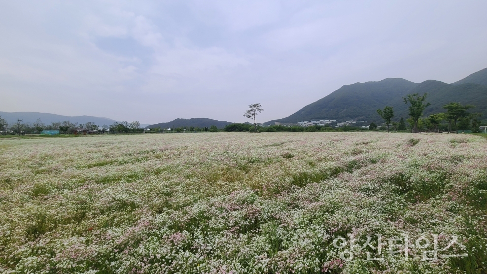 ⓒ양산타임스