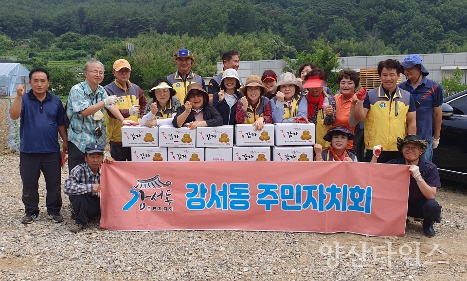 강서동 주민자치회 감자수확 나눔ⓒ양산타임스