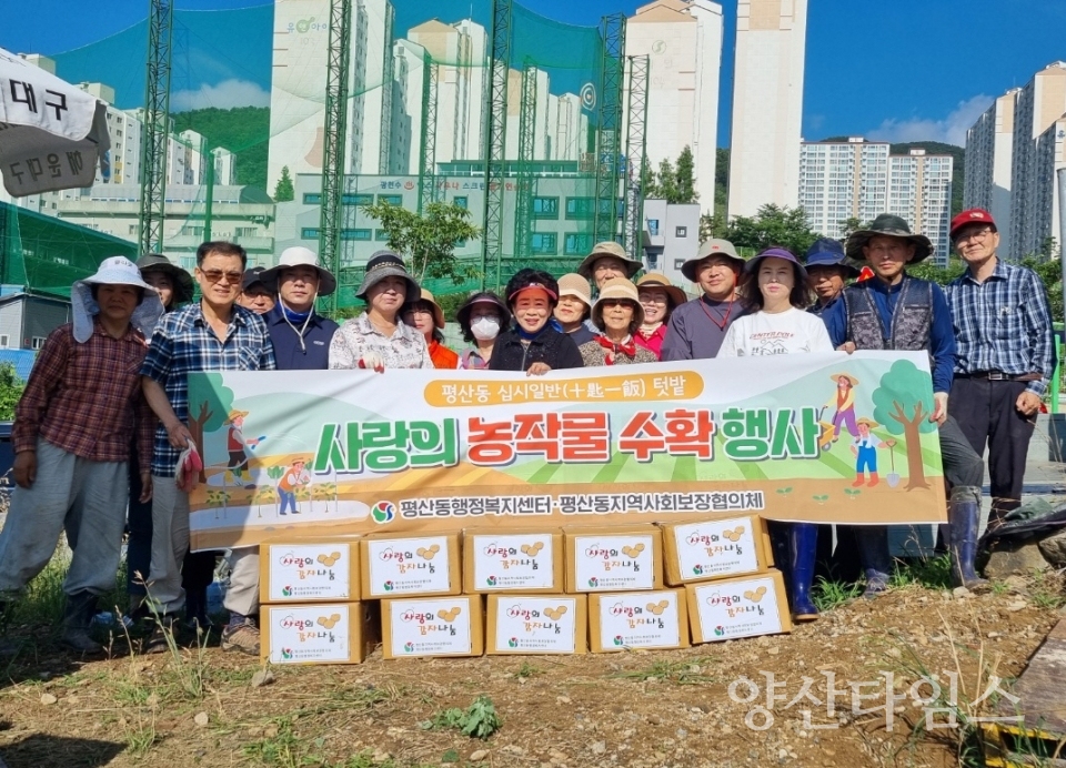평산동 십시일반(十匙一飯) 텃밭 ‘사랑의 감자 수확 및 나눔 행사'ⓒ양산타임스
