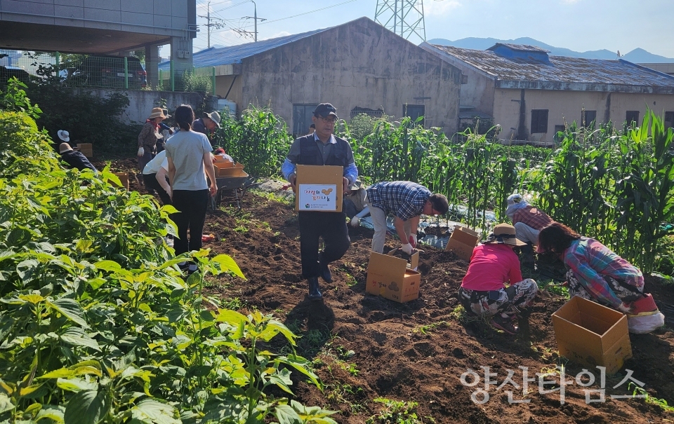 평산동 십시일반(十匙一飯) 텃밭 ‘사랑의 감자 수확 및 나눔 행사'ⓒ양산타임스