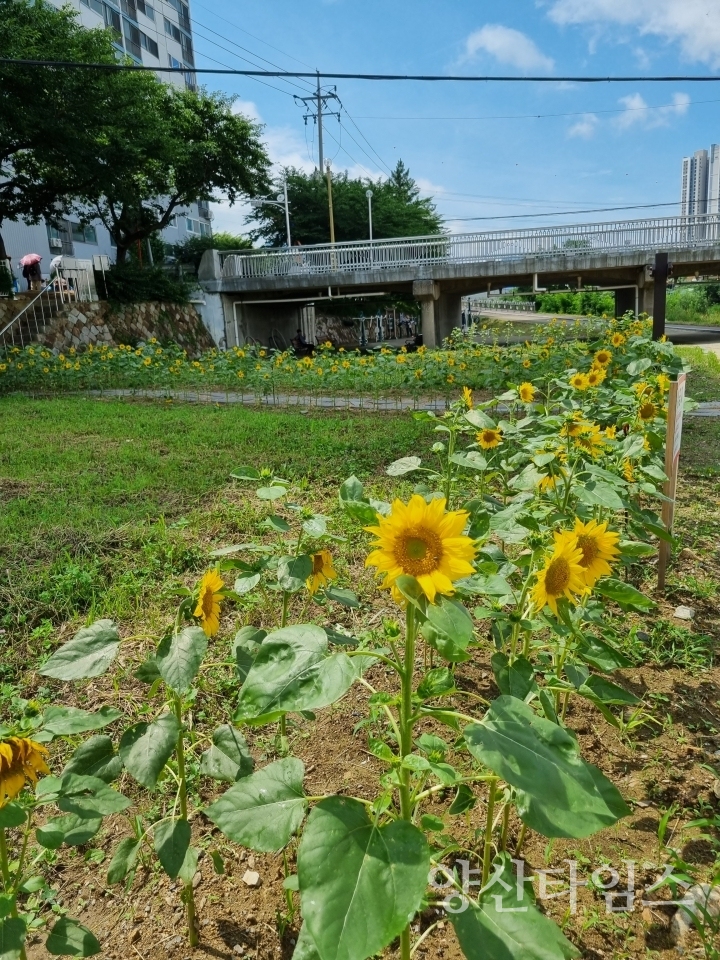 덕계동 해바라기 꽃길 사진ⓒ양산타임스