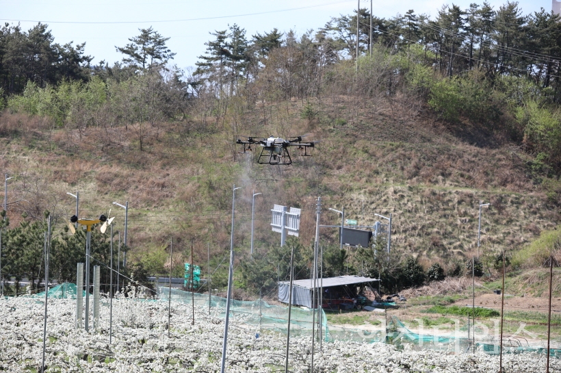 기장군농업기술센터에서 농업용 드론을 활용하여 과수분야 시범 방제를 시행하고 있다.ⓒ양산타임스