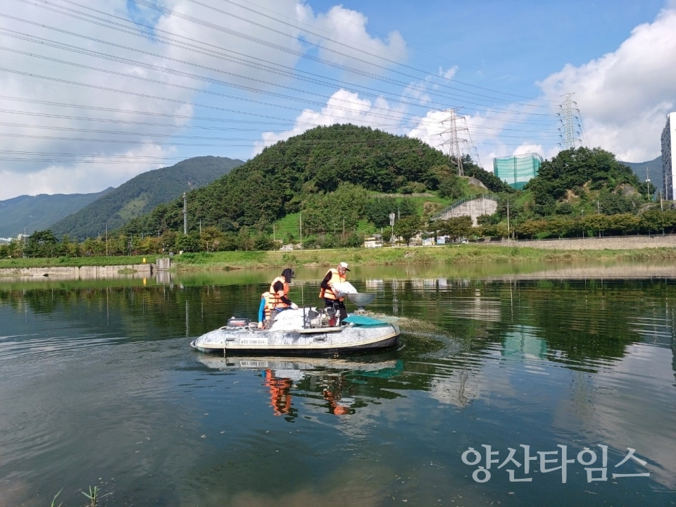 양산천 수질개선제 살포ⓒ양산타임스