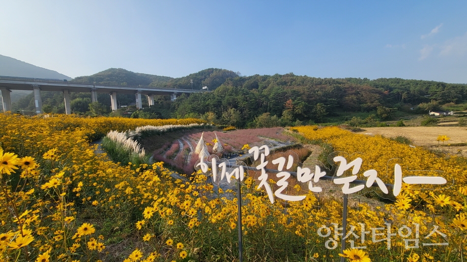 "1-2.경관작물 종류" "1-1.경관농업단지 전경" ⓒ양산타임스