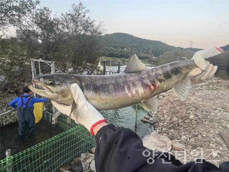 울주군 구영교서 태화강 연어 올해 첫 포획ⓒ양산타임스