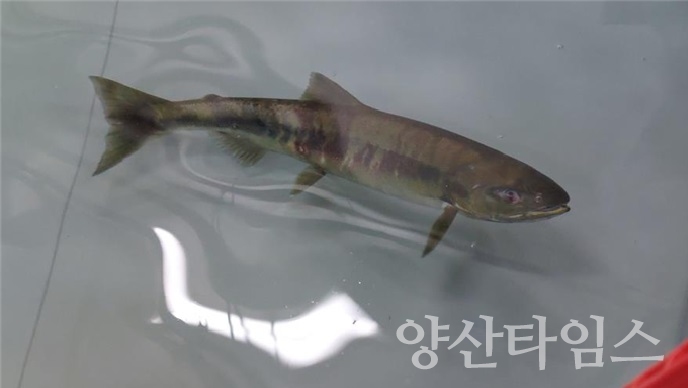울주군 구영교서 태화강 연어 올해 첫 포획ⓒ양산타임스