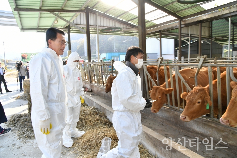 울주군, 소 럼피스킨병 확산 방지 총력ⓒ양산타임스