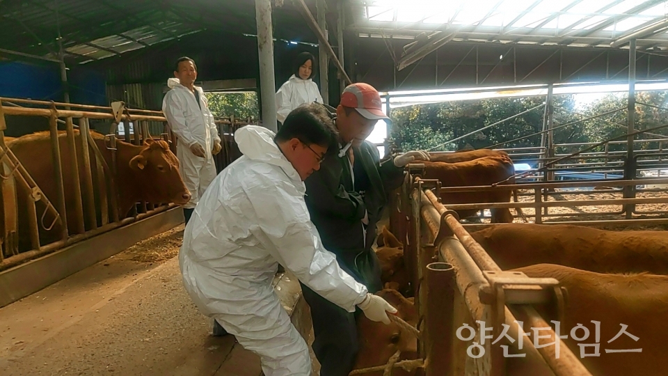 럼피스킨병 백신접종 현장 점검ⓒ양산타임스