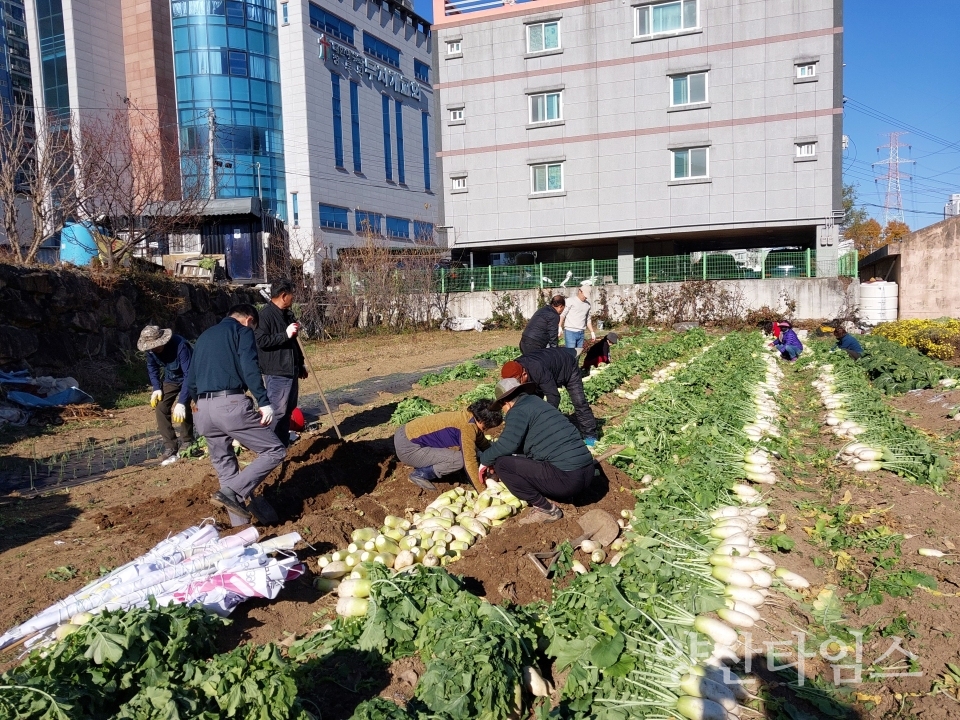 평산동 십시일반 텃밭 무 수확ⓒ양산타임스