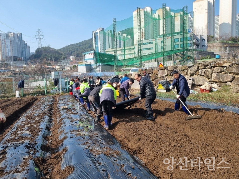 평산동 십시일반 텃밭 감자심기ⓒ양산타임스