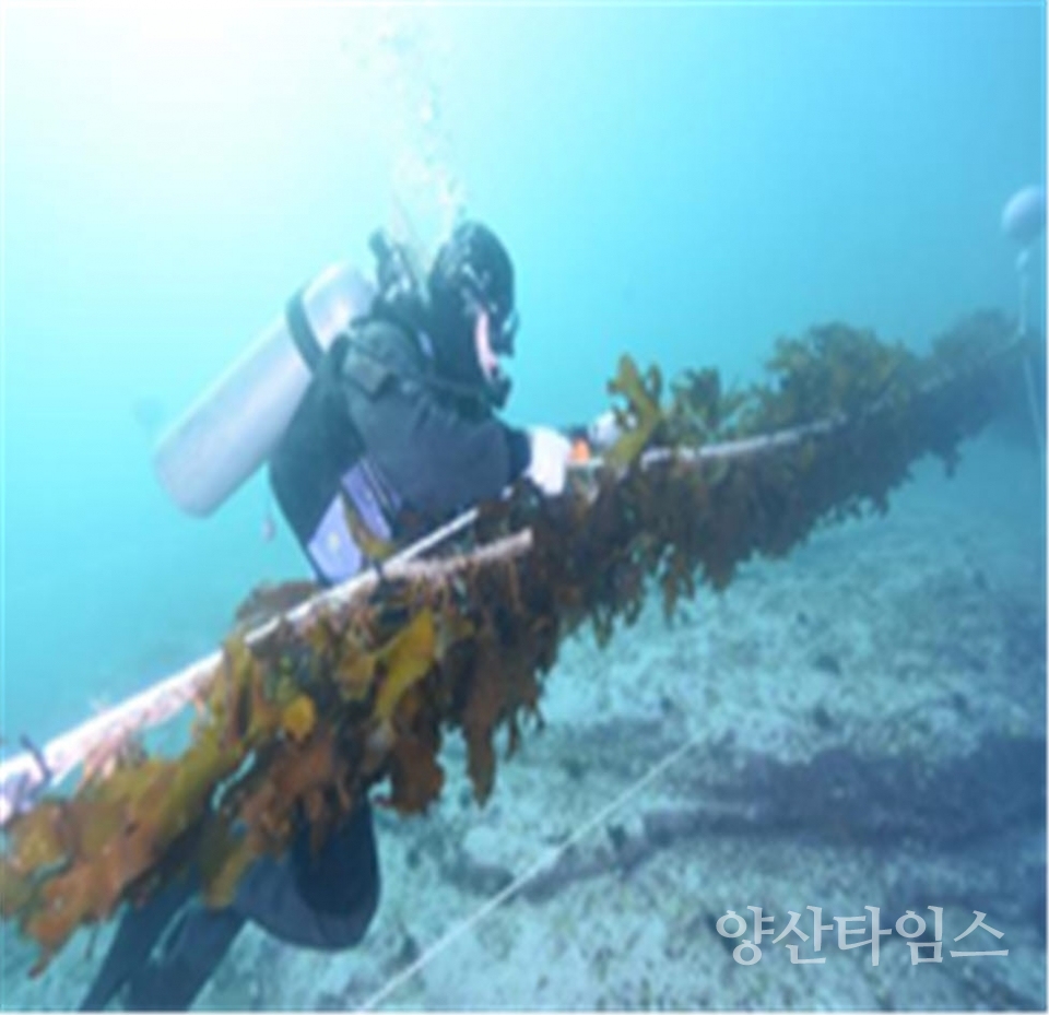 "1-2. 기장군수산자원연구센터에서 수산자원조성사업(바다숲 조성, 수산자원 증대시설 사후관리)을 진행하고 있다" "1-1. 기장군수산자원연구센터에서 수산자원조성사업(바다숲 조성)을 진행하고 있다" ⓒ양산타임스