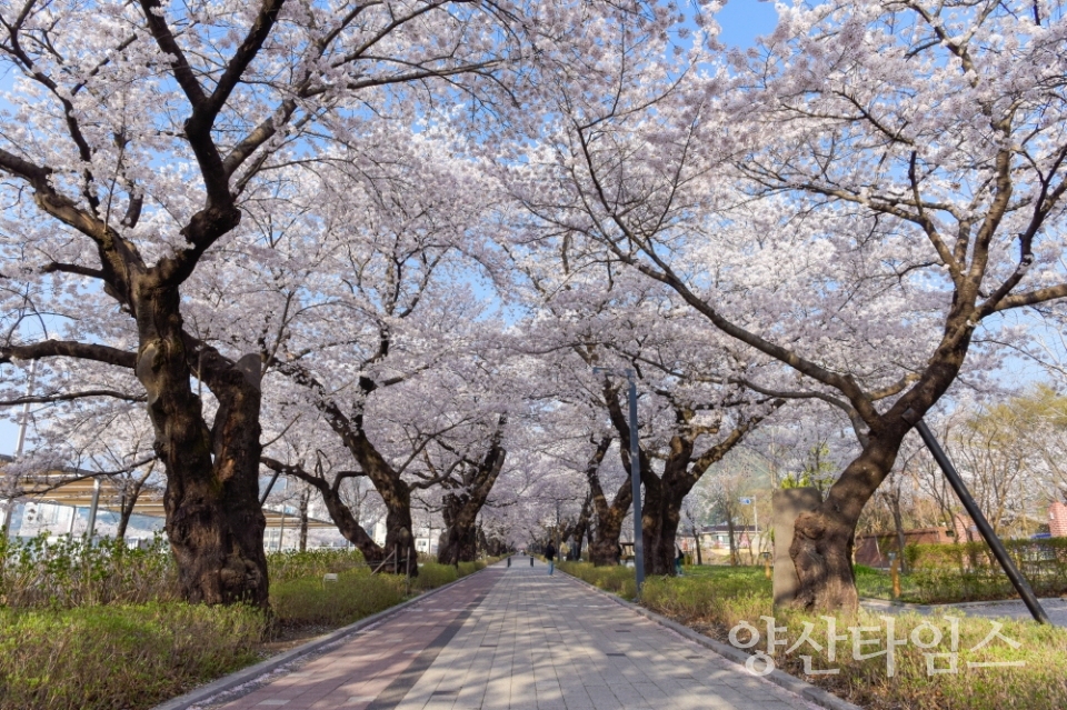 작천정 벚꽃 사진ⓒ양산타임스