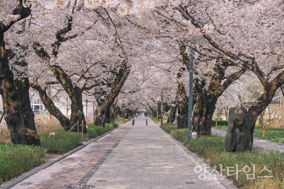 작천정 벚꽃 사진ⓒ양산타임스