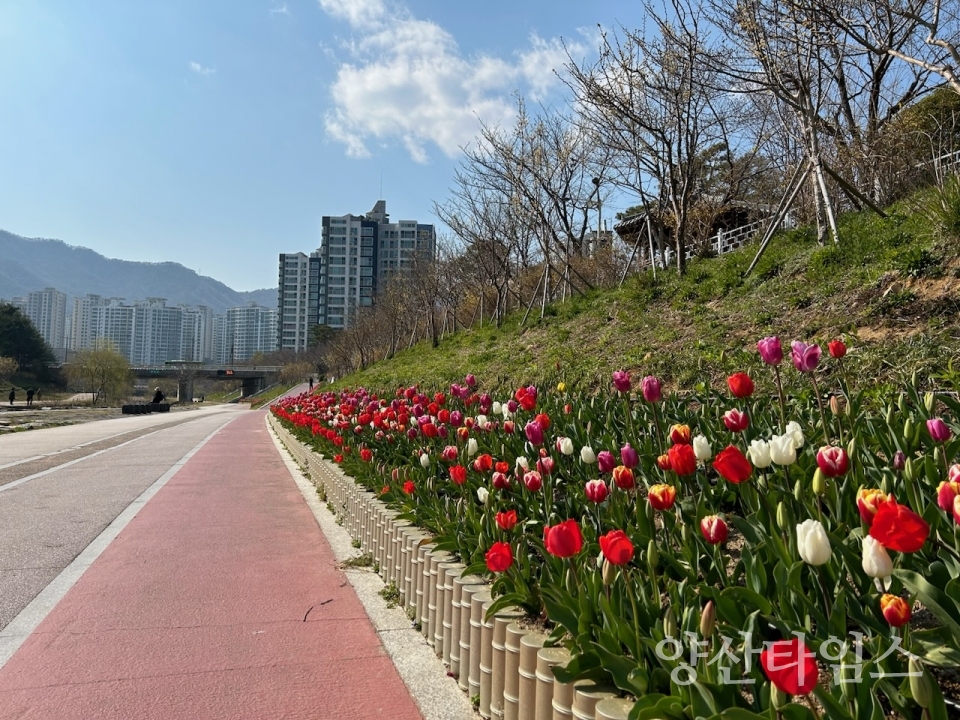 "1-2.기장군이 좌광천 일원에 새봄맞이 튤립 꽃길을 조성했다" "1-1.기장군이 좌광천 일원에 새봄맞이 튤립 꽃길을 조성했다" ⓒ양산타임스