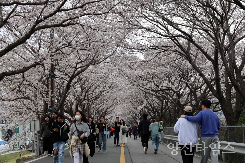 물금벚꽃축제ⓒ양산타임스
