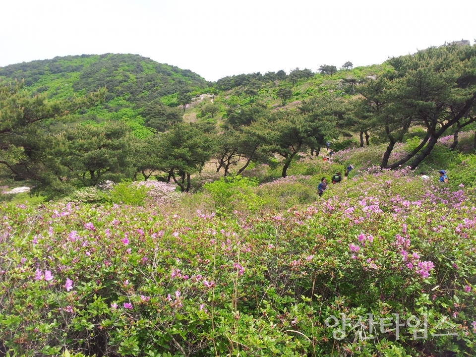 지난해 철쭉 군락지 사진ⓒ양산타임스