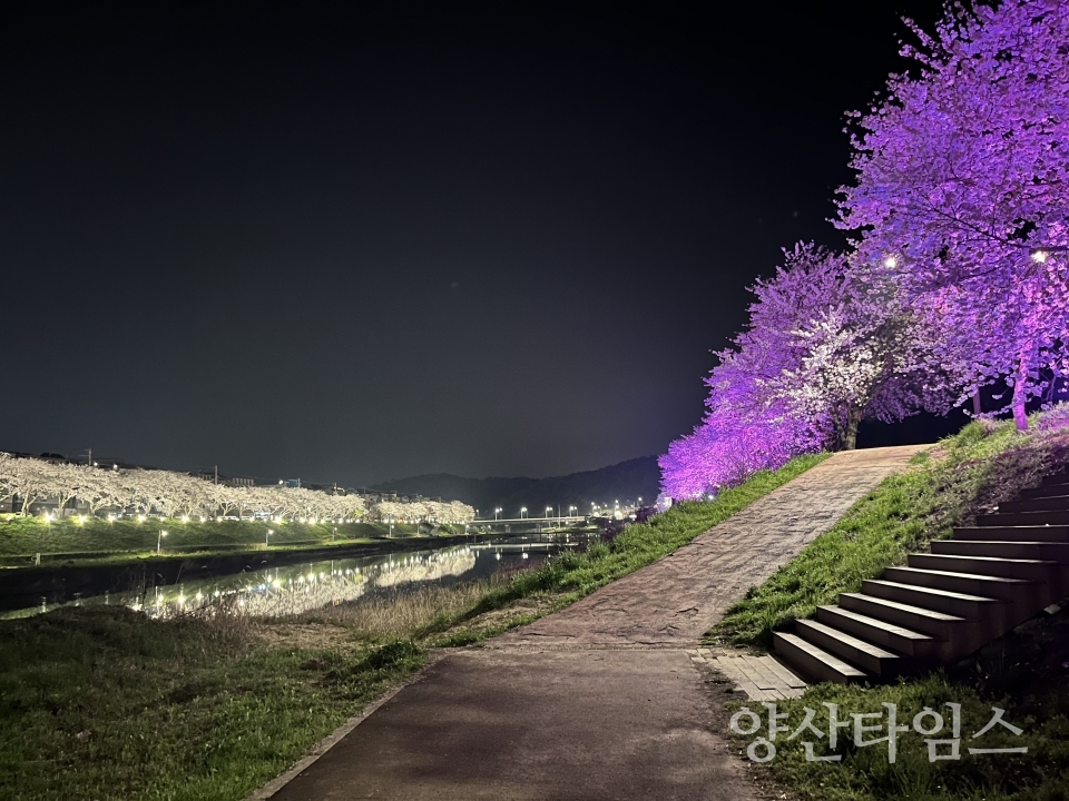 울주군, 덕신 회야강변 벚꽃길 야간 경관조명 점등ⓒ양산타임스