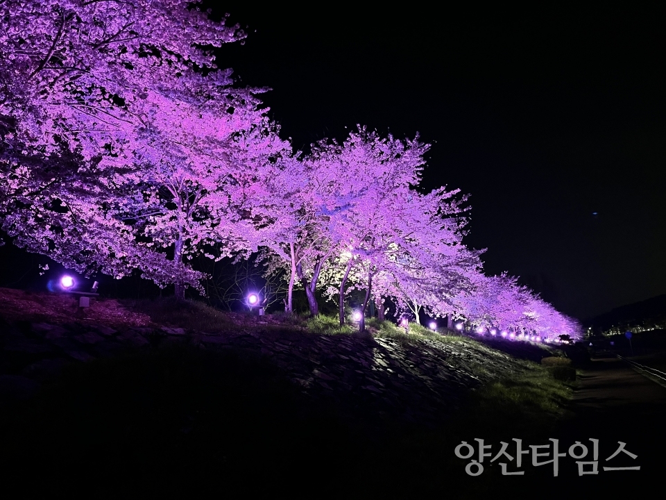 울주군, 덕신 회야강변 벚꽃길 야간 경관조명 점등ⓒ양산타임스