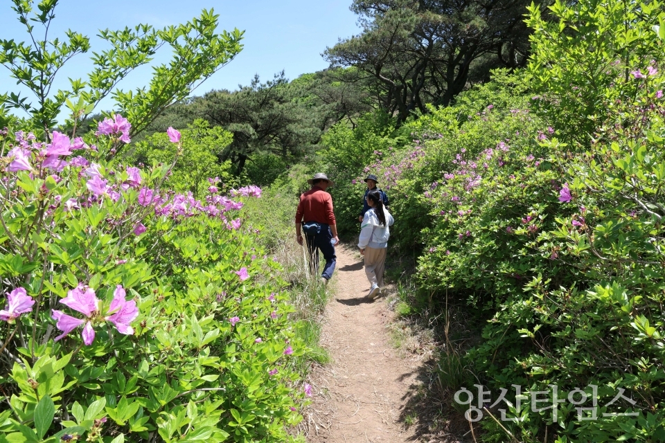 양산 천성산 철쭉제ⓒ양산타임스