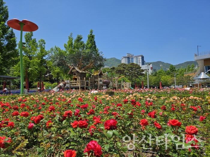 정관 좌광천변 장미원에 형형색색의 장미꽃이 활짝 피어 있다ⓒ양산타임스