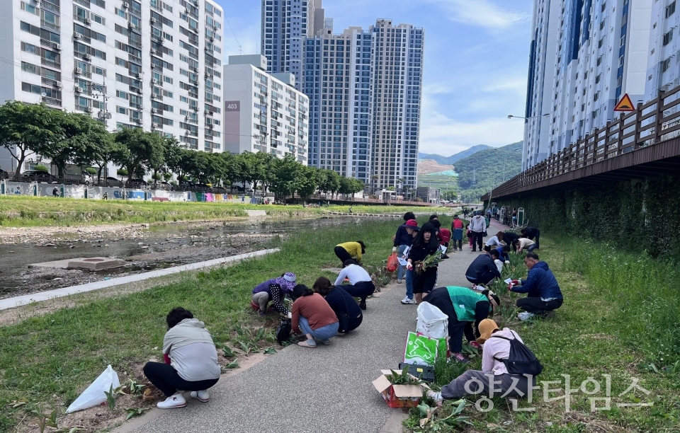 덕계동 회야강 산책로 튤립 분양ⓒ양산타임스