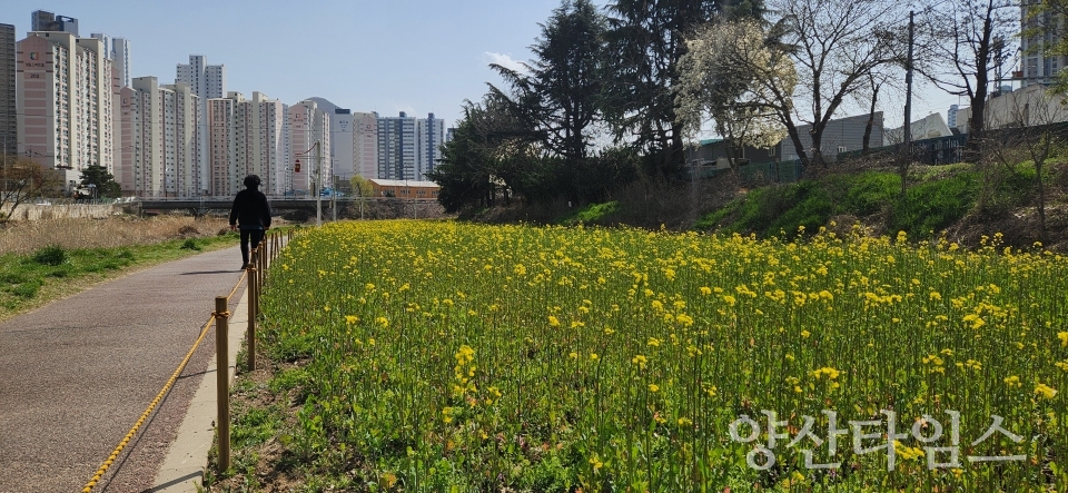"회야강 산책로 초화류 식재" "회야강 산책로 유채꽃 조성지" "회야강 산책로 초화류 식재 위치도" ⓒ양산타임스
